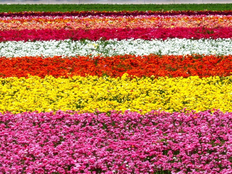 Flower fields in Carlsbad